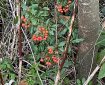 Red berries on green leaves next to a tree.