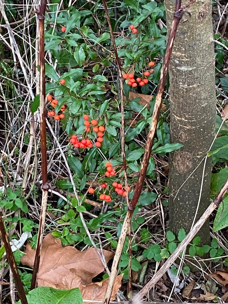 Red berries on green leaves next to a tree.