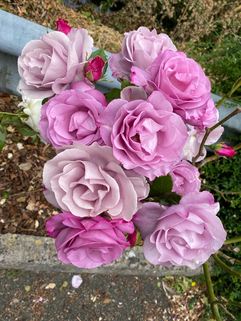 Purply pink roses.