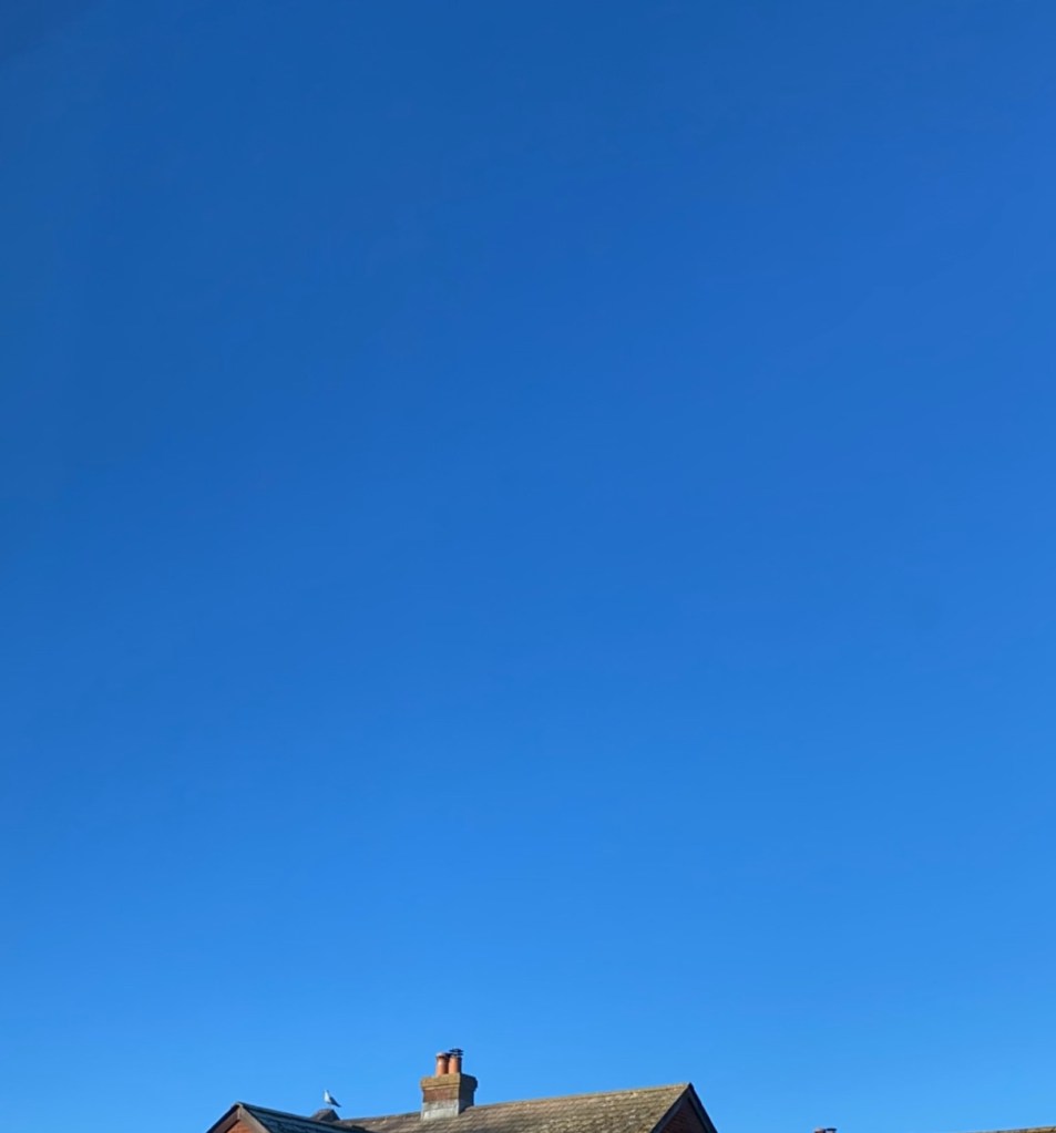 Seagull enjoying the sunshine.