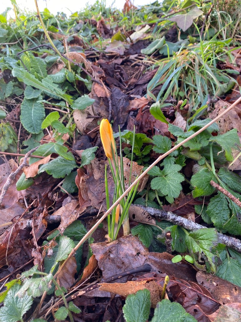 Yellow crocus.