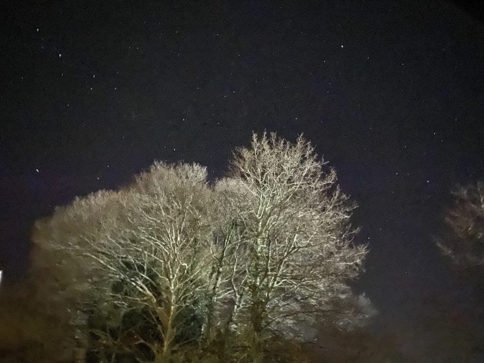 Trees in the light.