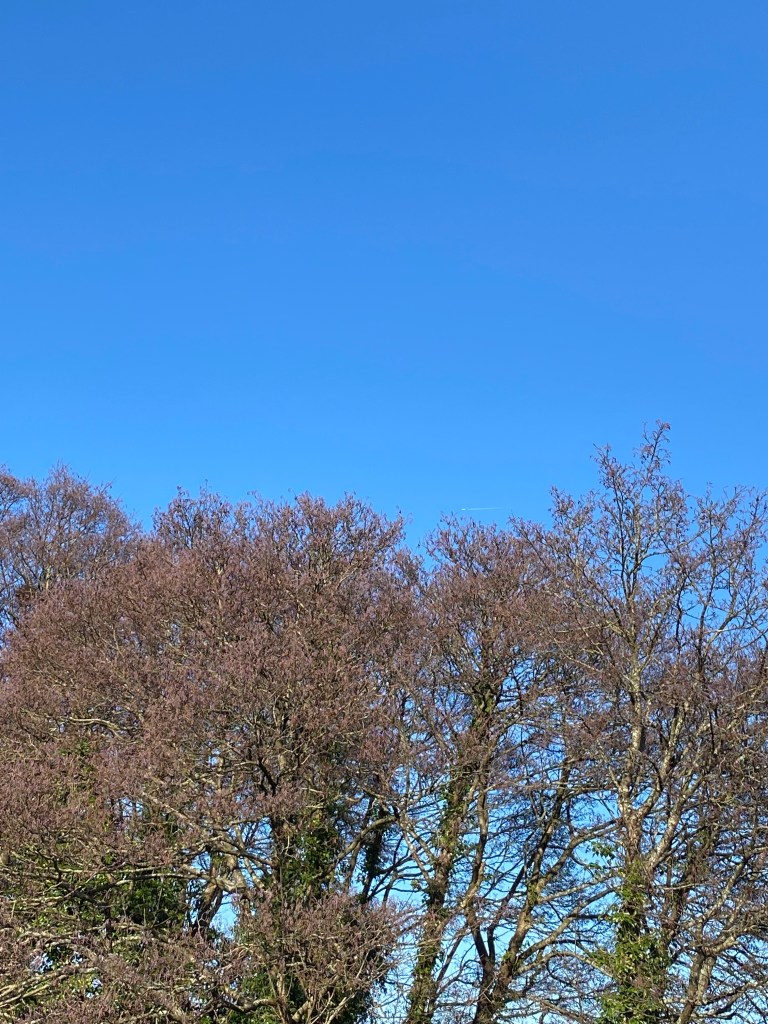Trees and a clear sky.