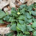 Early primrose.