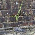 Grass growing in a wall.