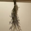 Dried lavender.