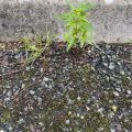 Grass and a plant growing in the road.