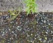 Grass and a plant growing in the road.