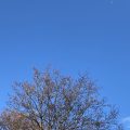 Silhouette of a tree under a blue sky.