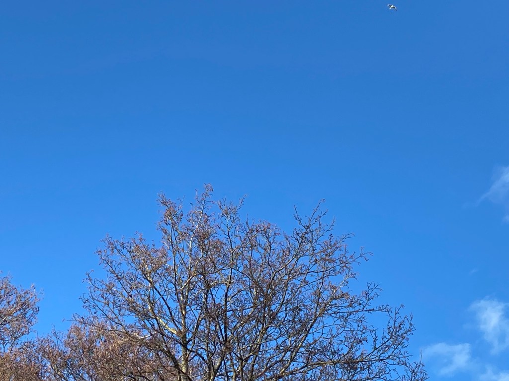 Silhouette of a tree under a blue sky.