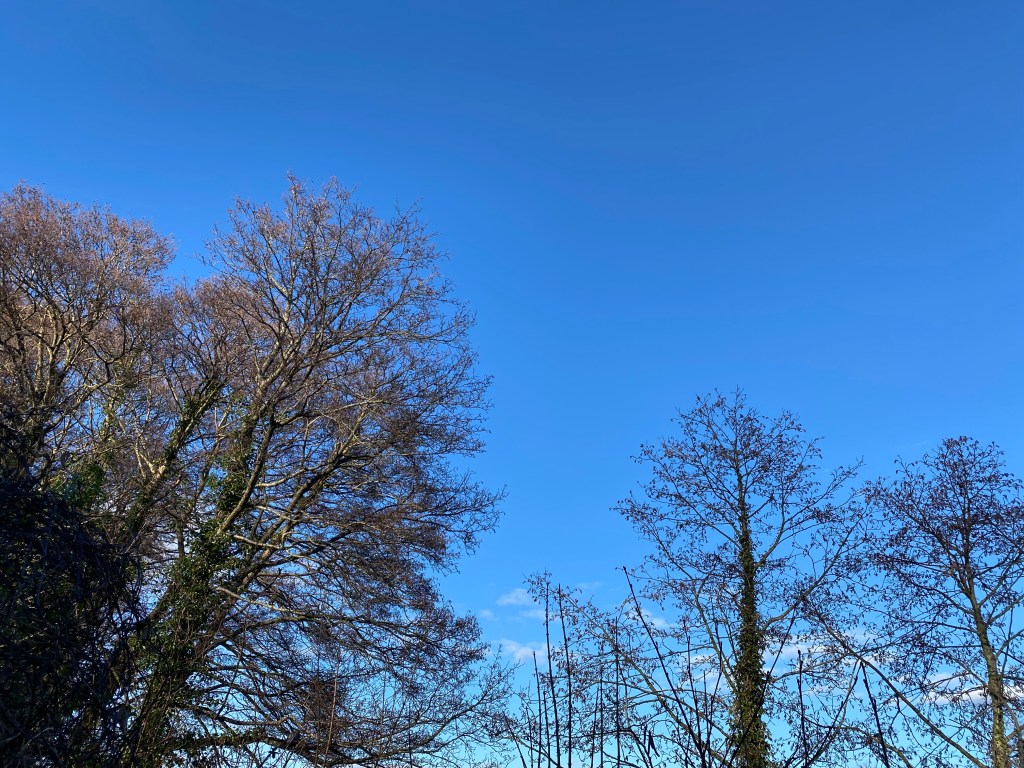 Trees and blue sky.