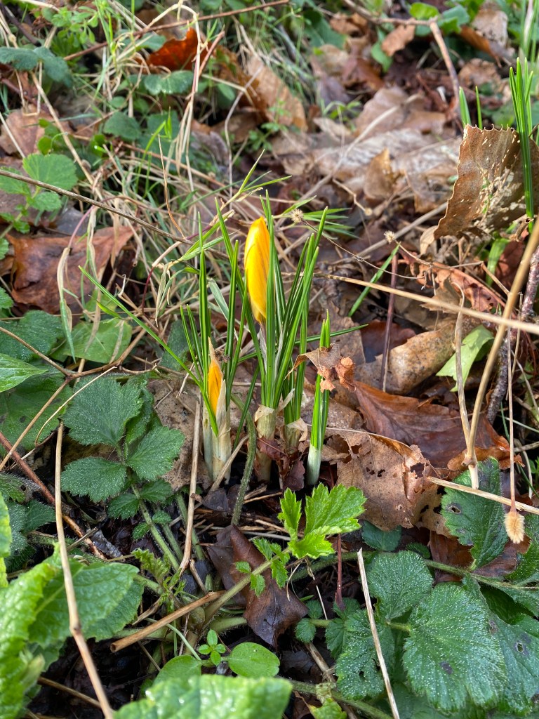 Yellow crocus.