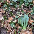 Some Daffodils on their way up.