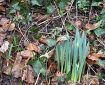 Some Daffodils on their way up.