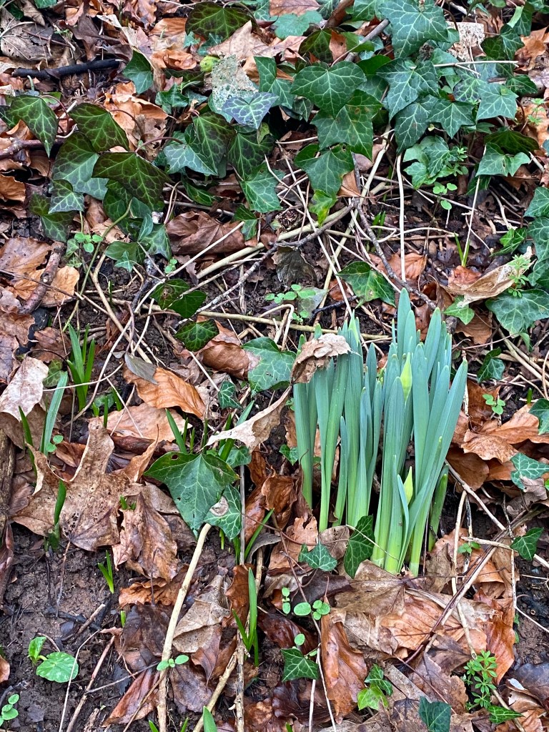 Some Daffodils on their way up.
