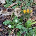 Cowslips and crocuses.