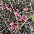 Pink Quince blossom.