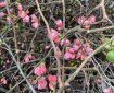 Pink Quince blossom.