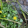 Yellow pilewort in wet leaves.