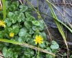 Yellow pilewort in wet leaves.