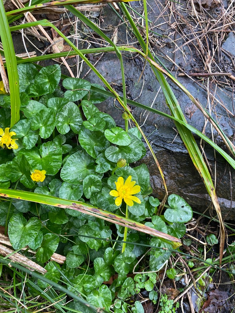 Yellow pilewort in wet leaves.