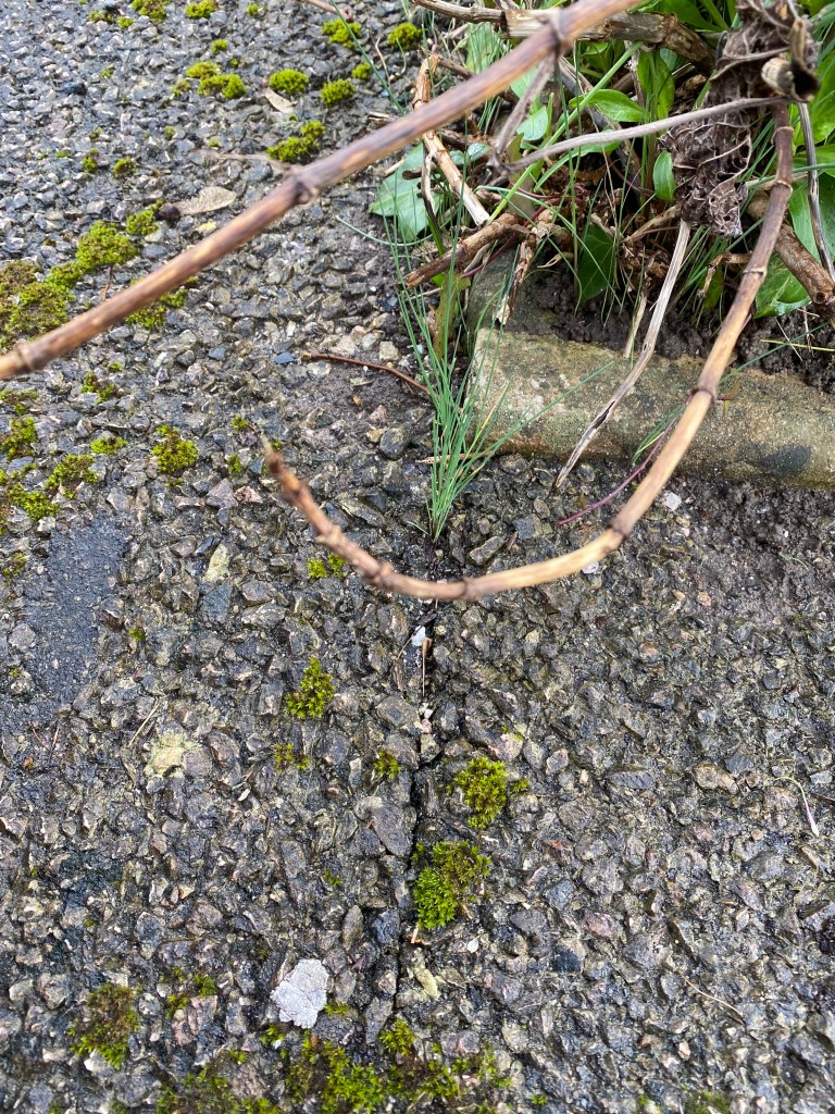Grass growing through the concrete.