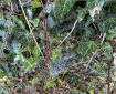Spiders webs in the wet ivy.