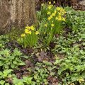 Daffodils by a tree trunk.