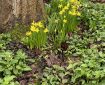 Daffodils by a tree trunk.