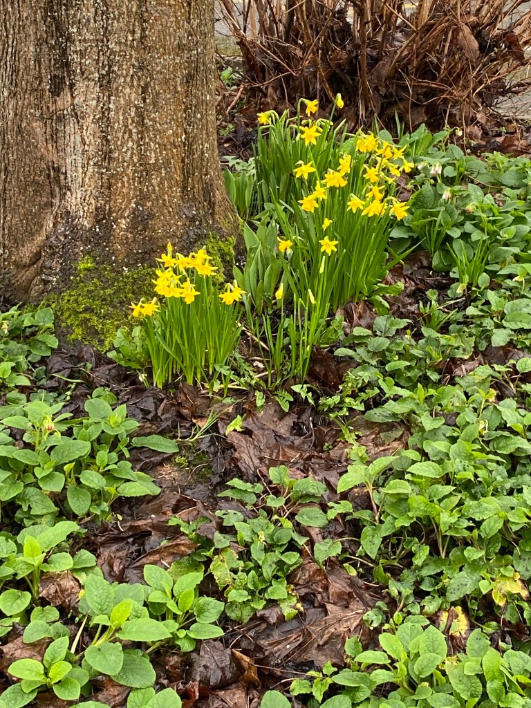 Daffodils by a tree trunk.