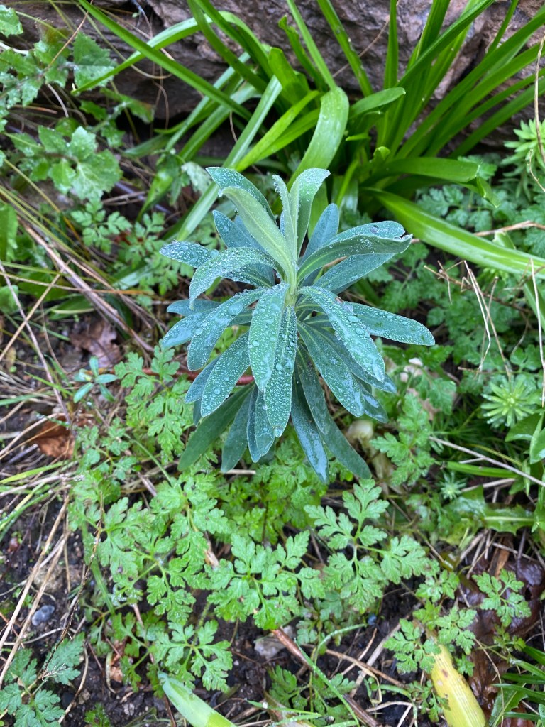 New plants enjoying the rain. 