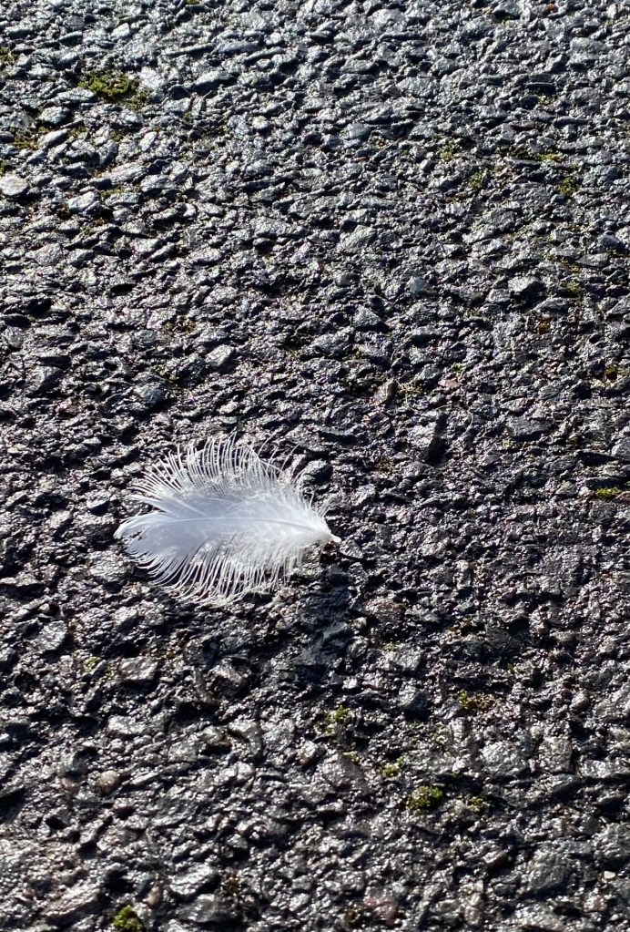 White feather on the pavement.