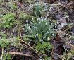 Snowdrops.