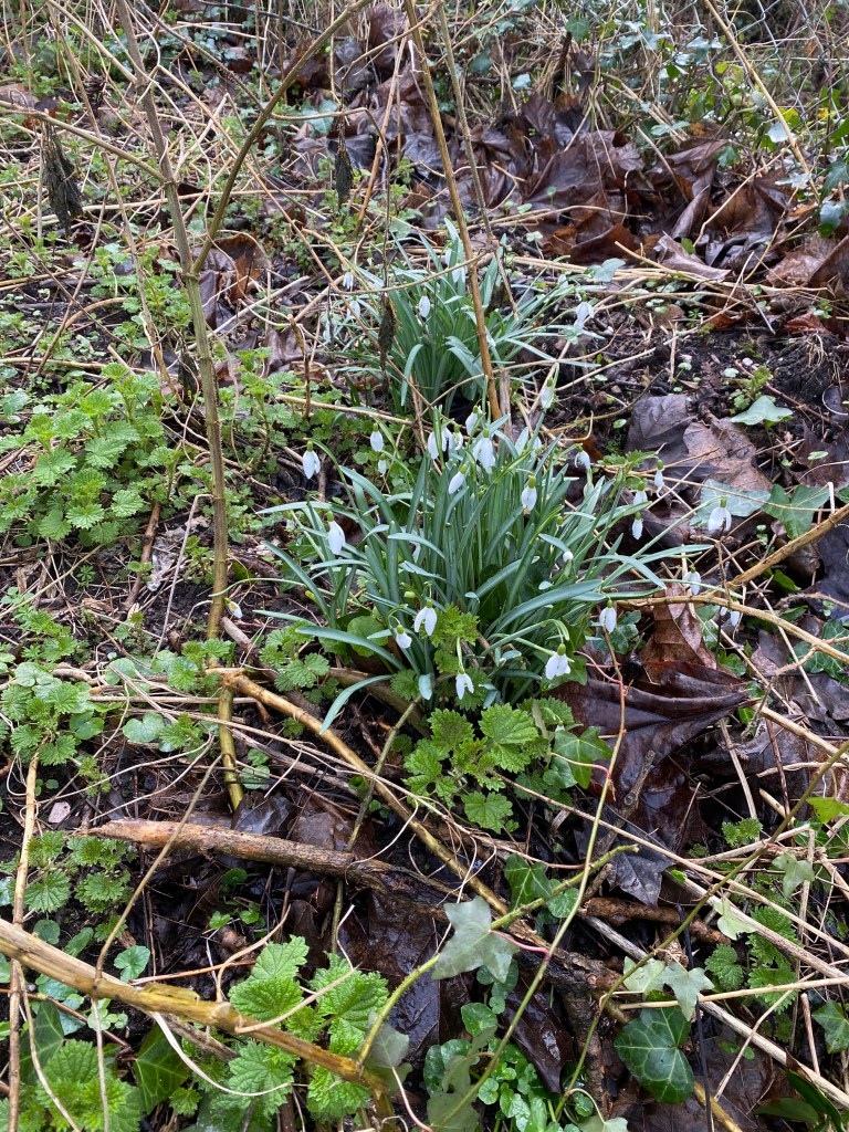 Snowdrops.