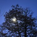 Moon through the trees.