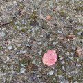 Rose red leaf on the pavement.