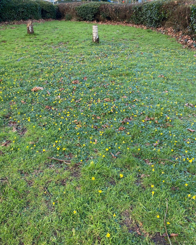 Yellow flowers in the grass.