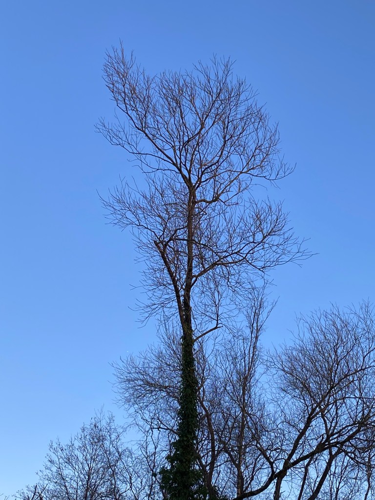 Tree in silhouette. 