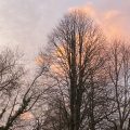 Tree silhouetted against a morning pink cloud.