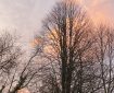 Tree silhouetted against a morning pink cloud.