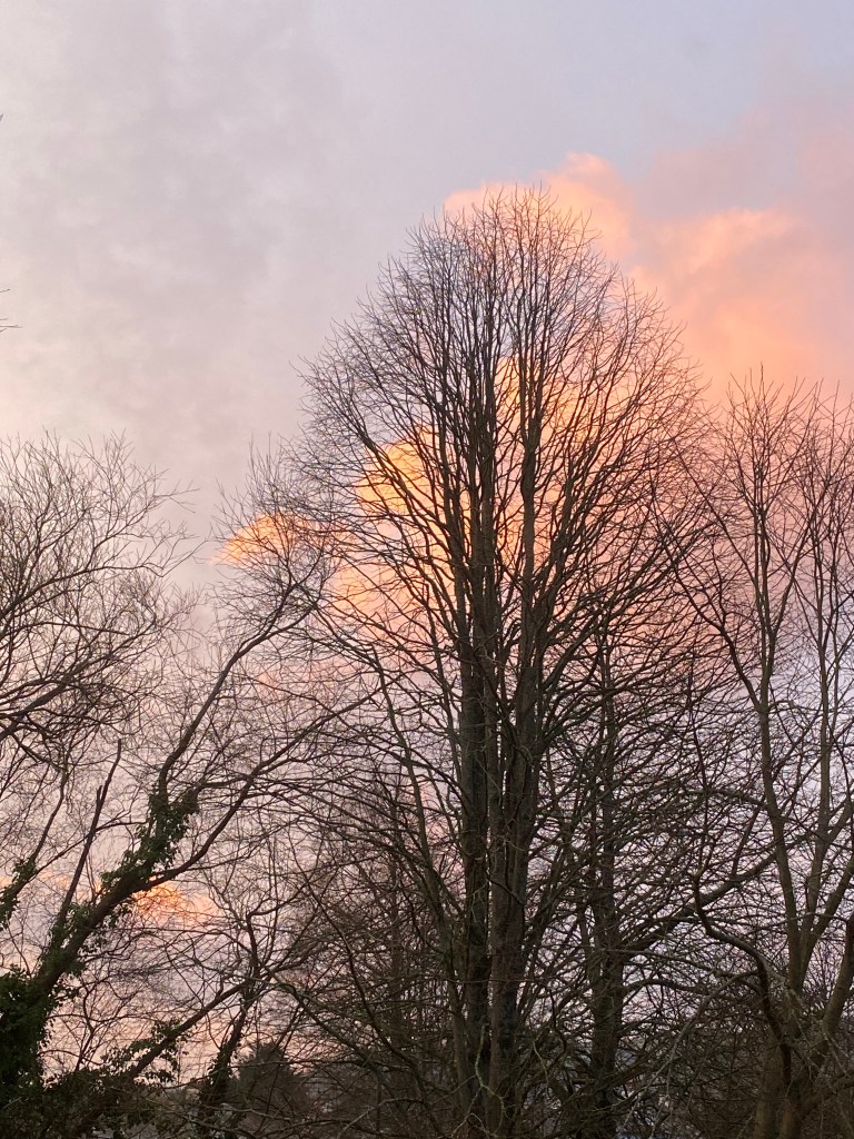 Tree silhouetted against a morning pink cloud. 