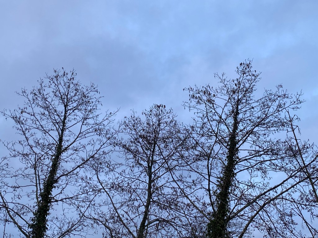 Tree trees in silhouette is a grey sky.