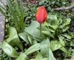 Red Tulip with yellow edges.