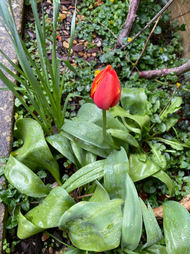 Red Tulip with yellow edges.