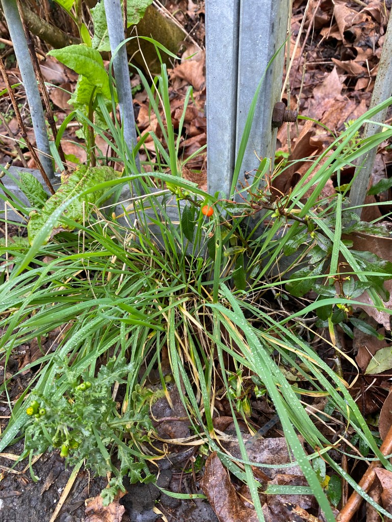 Red berry amongst the grass.