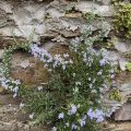 Rosemary growing on a wall.