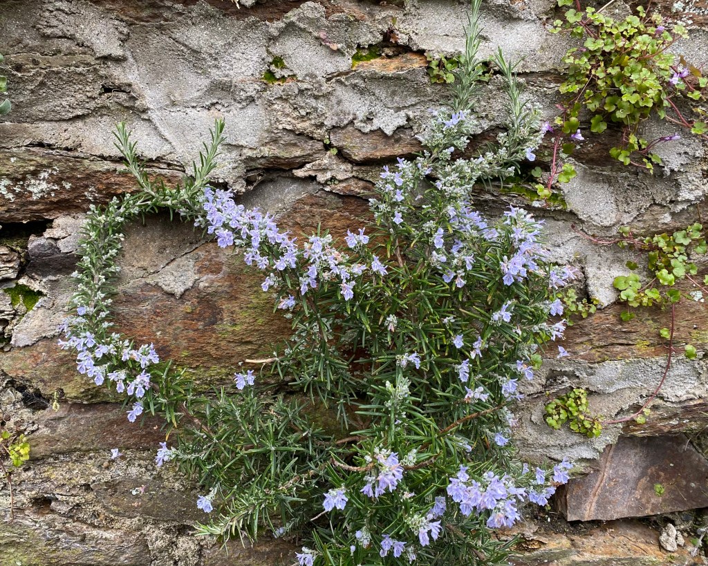 Rosemary growing on a wall.