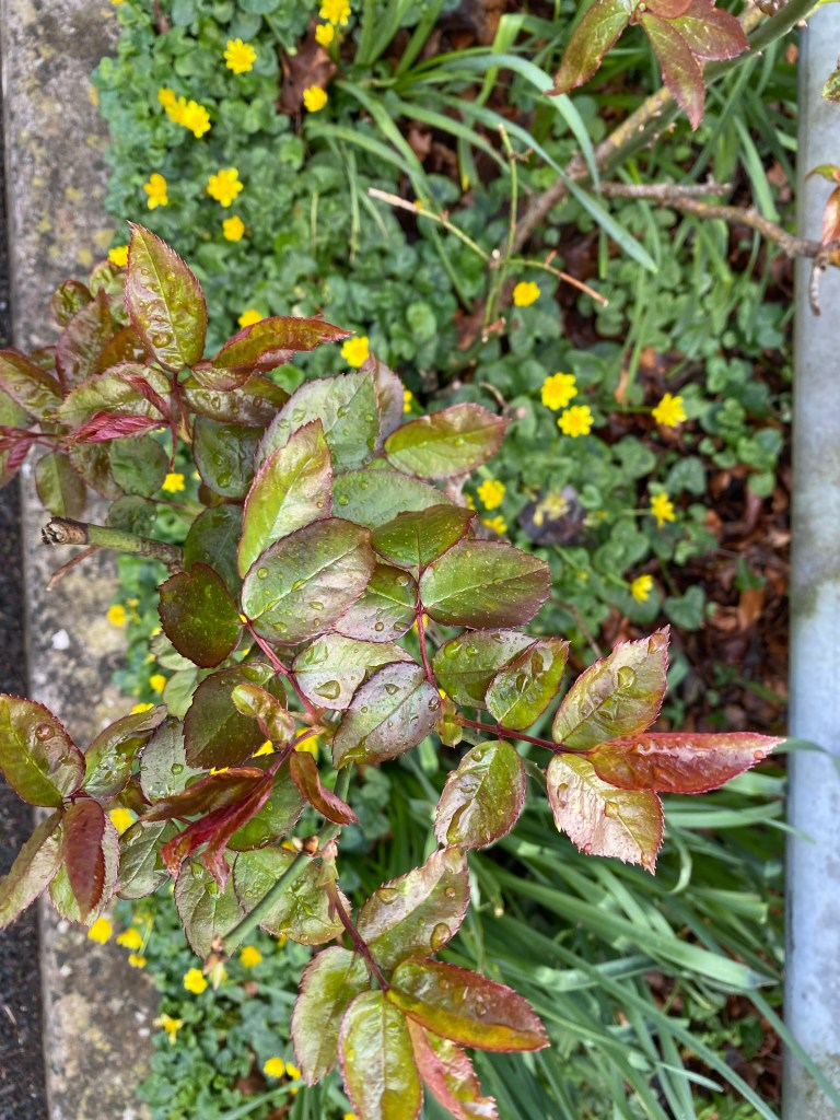 New rose leaves, above some yellow flowers.