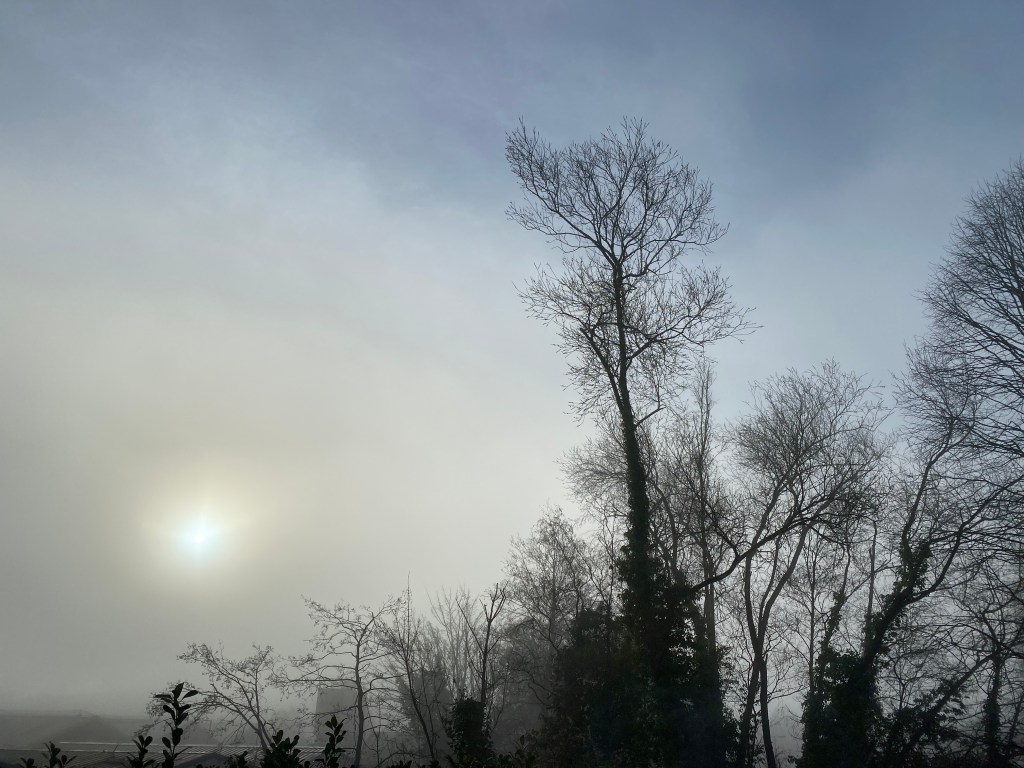 Morning sun through mist, with silhouette trees.