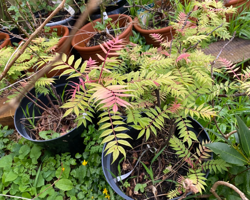 Sorbaria Sorbifolia Sem.